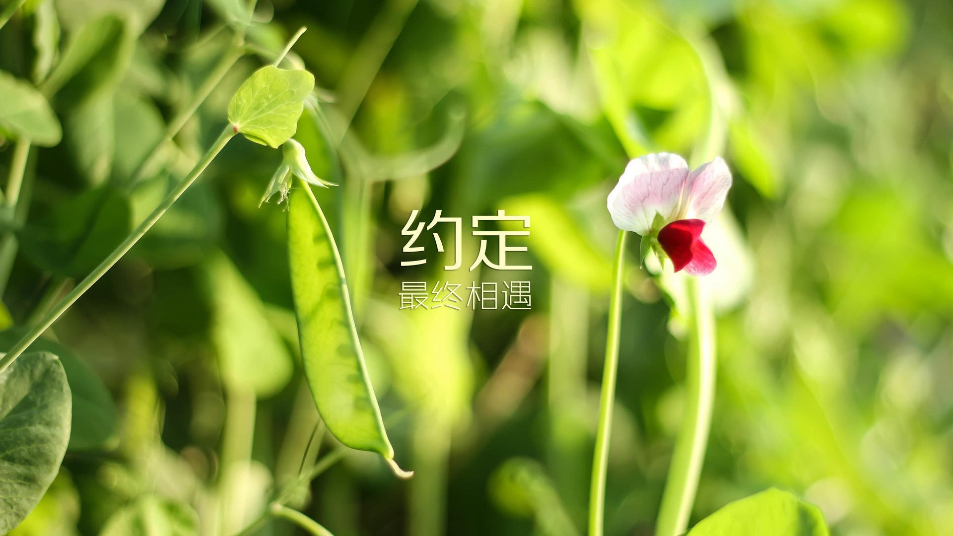 加拿大队在国际乒联混合团体世界杯中的团体协作与战术亮点，加拿大队乒乓球