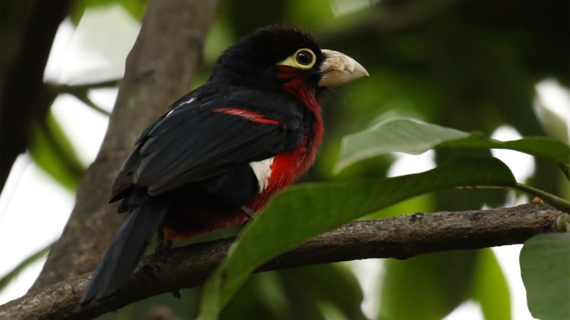 熊猫体育下载-英雄联盟季后赛阶段看点十足每场皆焦点，英雄联盟lol季后赛