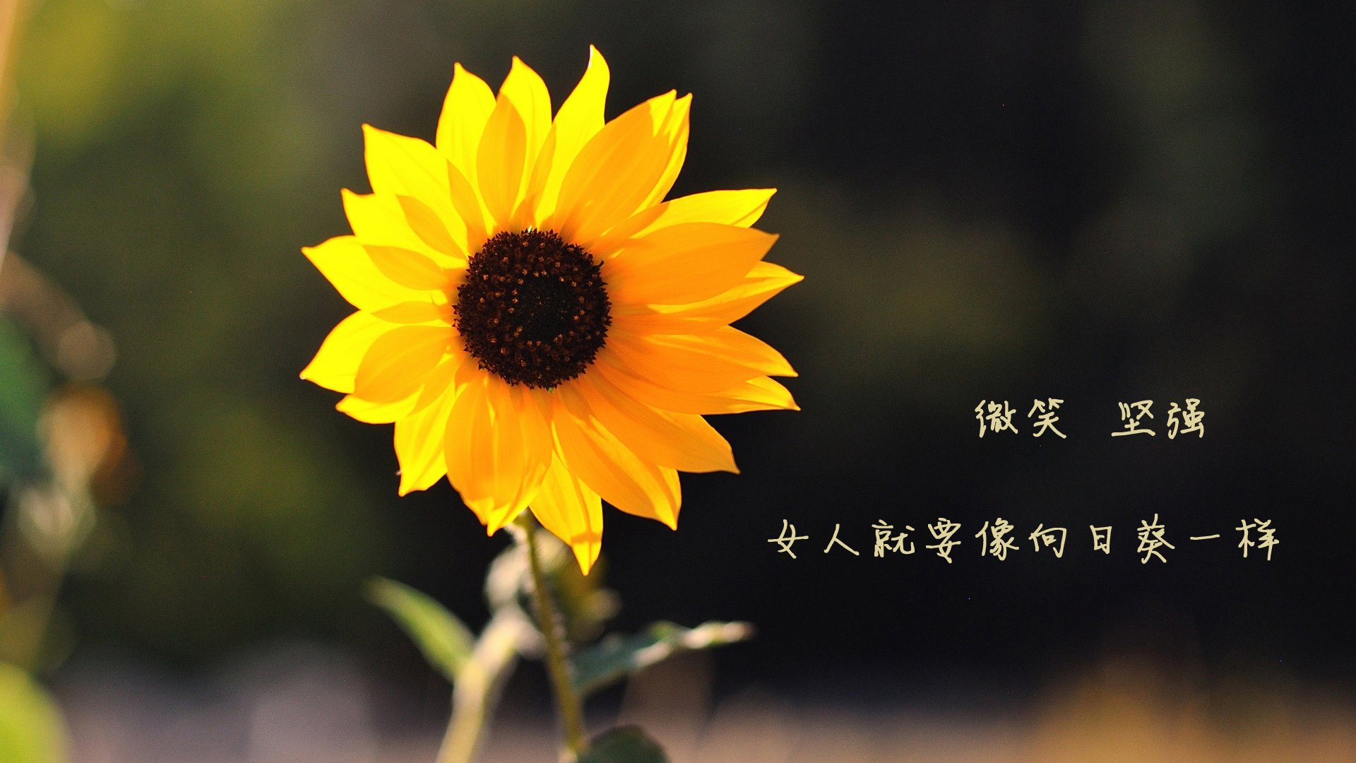 达姆施塔特三后卫体系取得实效,达姆施塔特vs德累斯顿