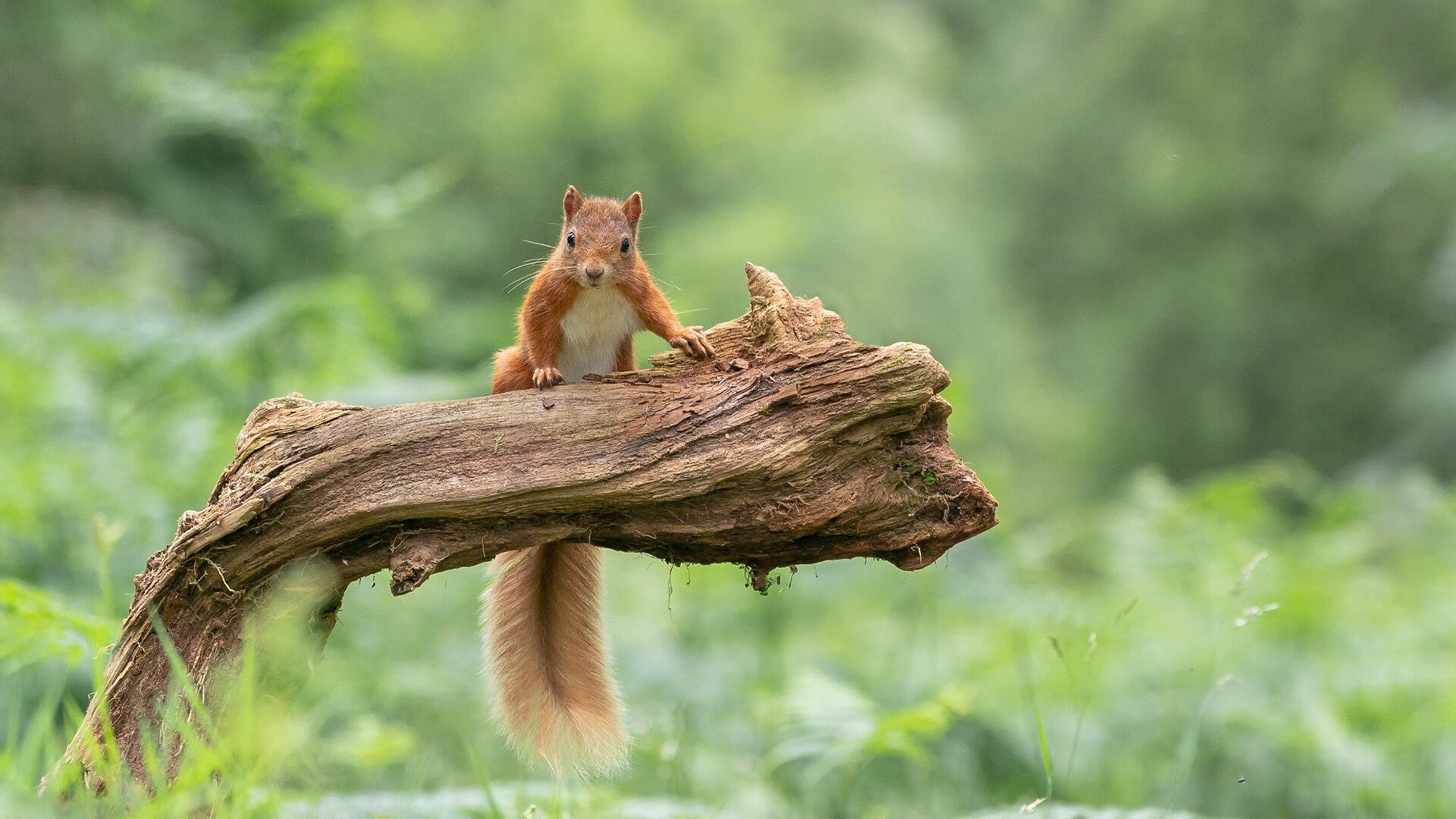 俱乐部开设青训开放日邀请家长深入了解训练体系与成长路径,俱乐部青训几岁要到俱乐部